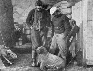 Filhote de morsa, 1899. de Frederick George Jackson