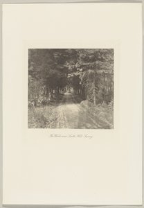 Bosque de abetos perto de Leith Hill, Surrey de Frederick H. Evans