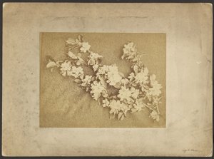 Flor de macieira de Frederick H. Hollyer