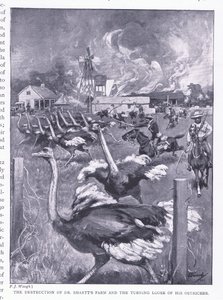 A destruição da fazenda do Dr. Smarts e a reviravolta dos avestruzes, de After Pretoria: The Guerilla War, publicado pela Harmsworth Bros Limited, 1901 de Frederick Judd Waugh