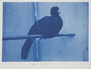 Grande Curassow, 3 de agosto