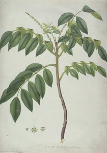 Brucea Antidysenterica, 1777 (wc e bc sobre grafite aveludado) de Frederick Polydor Nodder