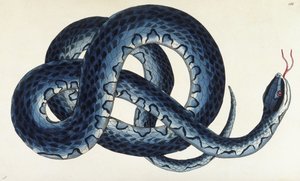 Cobra d&39;água do sul de Frederick Polydor Nodder