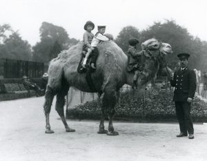 Um passeio de camelo-bactriano com o guardião Harry Warwick no Zoológico de Londres, em junho de 1924 de Frederick William Bond