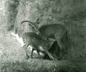 A Sheep BarbaryAoudadWaddanAruiArruis alimentando seu cordeiro no Mappin Terraces, London Zoo, em agosto de 1927 de Frederick William Bond