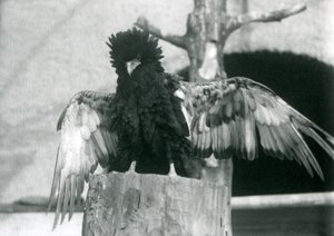 Águia Bateleur, fica, ligado, um, toco árvore, e, espalhe, seu, asas, londres, jardim zoológico, 1925 de Frederick William Bond