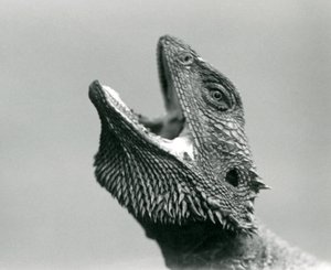 Um Dragão Barbudo olhando para cima e para o espaço, Jardim Zoológico de Londres, Agosto de 1928 (foto a p/b) de Frederick William Bond