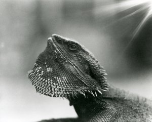 Um Lagarto Barbudo a olhar para o Jardim Zoológico de Londres em 1930 (foto a p/b) de Frederick William Bond