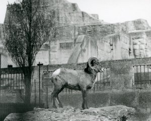 Um carneiro Bighorn Sheep em pé sobre uma rocha, olhando para o seu recinto aos pés do Mappin Terraces, Jardim Zoológico de Londres. 1931 (foto a p/b) de Frederick William Bond