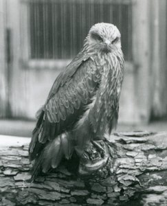 Uma pipa preta descansando em um tronco, Jardim Zoológico de Londres, agosto de 1926 (foto a p/b) de Frederick William Bond