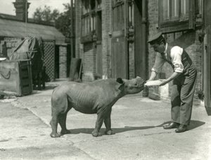 Um, rinoceronte preto, bezerro, sendo, garrafa, alimentado, por, seu, keeper, londres, jardim zoológico, setembro, 1928 de Frederick William Bond