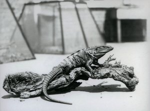 Uma Iguana de cauda preta descansando em um tronco no Zoológico de Londres em agosto de 1928 (foto a p/b) de Frederick William Bond