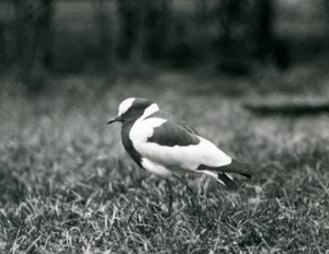 Um lapwing do ferreiro que está na grama no jardim zoológico de Londres, em agosto de 1927 de Frederick William Bond
