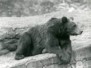 Um urso pardo descansando em uma borda no zoológico de Londres em 1924 de Frederick William Bond