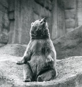 Um urso pardo sentado em uma borda rochosa no zoológico de Londres em setembro de 1927 de Frederick William Bond