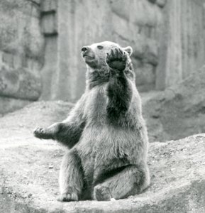 Um urso pardo sentado em uma borda rochosa, acenando uma de suas patas dianteiras, o zoológico de Londres, em setembro de 1927 de Frederick William Bond