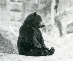 Um urso pardo sentado nas rochas dos terraços de Mappin, zoológico de Londres, em junho de 1928 de Frederick William Bond