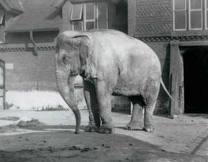 Um Elefante birmanês à porta da Casa do Elefante no Jardim Zoológico de Londres em 1929 (foto a p/b) de Frederick William Bond