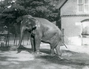 Um Elefante birmanês a sair de uma piscina no seu recinto, o Jardim Zoológico de Londres de Frederick William Bond