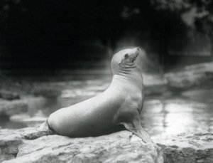 Um, leão marinho califórnia, sentando, ligado, um, rocha, ao lado, dela, piscina, londres, jardim zoológico, setembro, 1925 de Frederick William Bond