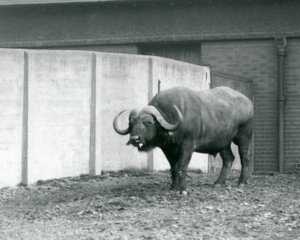Um touro búfalo do Cabo/Africano em pé sobre terra nua, junto à parede de betão do seu recinto no Jardim Zoológico de Londres em 1928 (foto a p/b) de Frederick William Bond