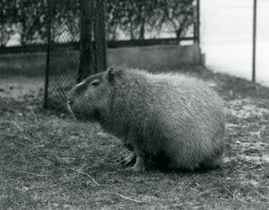A Capivara em seu recinto no Zoológico de Londres em junho de 1927