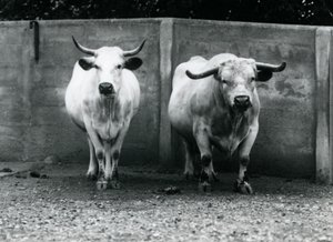 Um touro e vaca Chartley no zoológico de Londres, julho de 1924 de Frederick William Bond