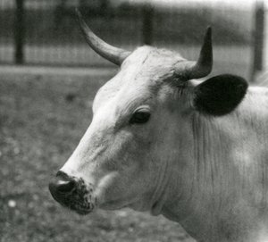 Uma vaca Chartley no zoológico de Londres, julho de 1924 de Frederick William Bond