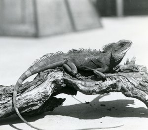 Um dragão de água chinês/asiático/ tailandês/verde descansando num tronco no Jardim Zoológico de Londres em 1928 (foto a p/b) de Frederick William Bond