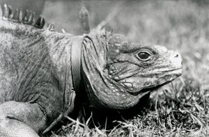 A Clouded Rock Iguana Matusalém, usando uma coleira, andando em um gramado no zoológico de Londres, em julho de 1924 de Frederick William Bond