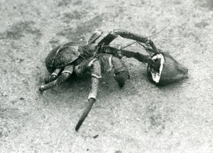 Um coco, ou lula, alimentando-se de coco, zoológico de Londres, julho de 1927 de Frederick William Bond