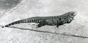 Um CommonGoldGoldenBlackColumbian Tegu ou Tiger Lizard no London Zoo em agosto de 1926 de Frederick William Bond