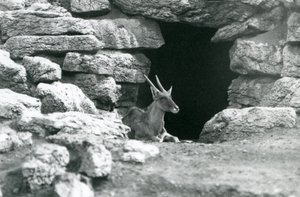 Uma Eland comum descansando na entrada de seu abrigo entre as rochas na Eland/Antelope Paddock, Jardim Zoológico de Londres em 1929 (foto a p/b) de Frederick William Bond