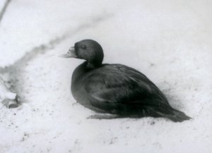 Um Scoter comum no zoológico de Londres em 1925 de Frederick William Bond