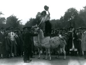 Uma vaqueira fica montada em dois lhamas durante uma visita ao zoológico de Londres, em 1924 de Frederick William Bond