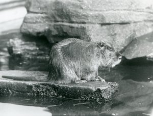 Um Coypu sentado numa saliência rochosa numa piscina do seu recinto no Jardim Zoológico de Londres, Fevereiro de 1928 (foto a p/b) de Frederick William Bond