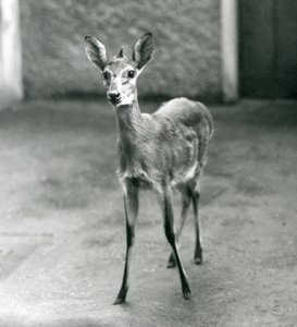 Um Duiker de Bush Africano CoroadoSahelWest no Zoológico de Londres em agosto de 1927 de Frederick William Bond