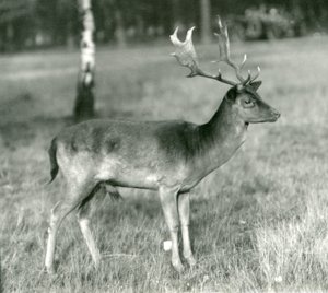 Um cervo de gamo no zoológico de Londres em outubro de 1924 de Frederick William Bond