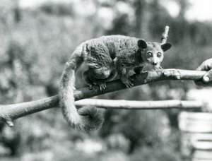 Um Galago caminhando ao longo de uma filial que está sendo mantida por um guardião, o Zoológico de Londres de Frederick William Bond