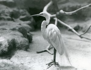Uma Garça-branca-comum ou Garça-branca-grande na reprodução de plumagem, em pé no chão de seu recinto no Zoológico de Londres em junho de 1928 de Frederick William Bond