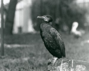 Um grande cormorão no zoológico de Londres em setembro de 1927 de Frederick William Bond