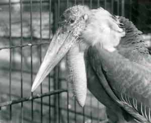 Uma Grande Ajudante Cegonha no Zoológico de Londres em julho de 1925 de Frederick William Bond