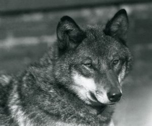 Um lobo cinzento no zoológico de Londres, 1925 de Frederick William Bond