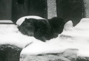 Um, urso pardo, adormecido, em, a, neve, londres, jardim zoológico, 1924 de Frederick William Bond