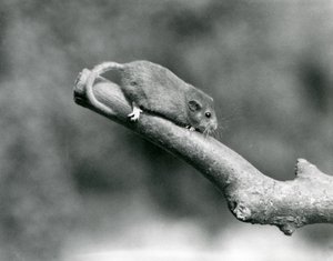 Uma Hazel/Comum Dormouse numa sucursal, no Jardim Zoológico de Londres de Frederick William Bond