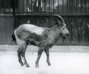 Um íbex do Himalaia em pé no zoológico de Londres, 1927 de Frederick William Bond