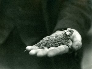 Um lagarto de chifres descansa em sua mão de guardiões, zoológico de Londres, de abril de 1923 (foto de bw) de Frederick William Bond