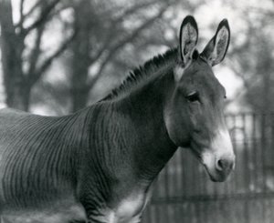 Uma zebra híbrida no zoológico de Londres em julho de 1924 de Frederick William Bond