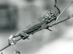 Um camaleão de Jacksons segurando um galho, zoológico de Londres, agosto de 1926 de Frederick William Bond