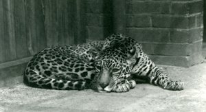 Um Jaguar descansando no Zoológico de Londres em junho de 1924 de Frederick William Bond